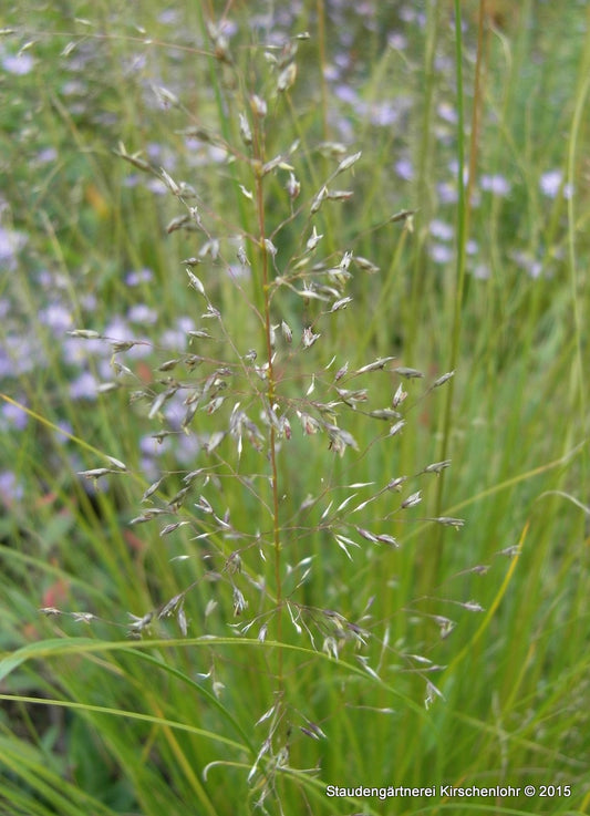 Sporobolus heterolepis 'Weinheim Klon'