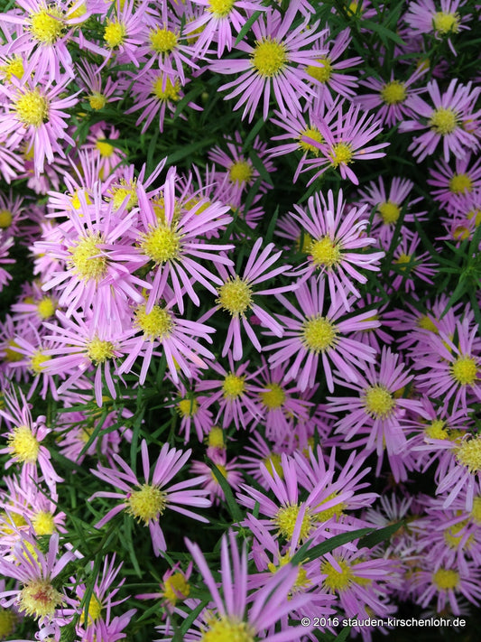 Symphyotrichum 'Pink Star' (Universum Group)