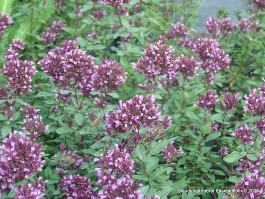 Origanum 'Herrenhausen'