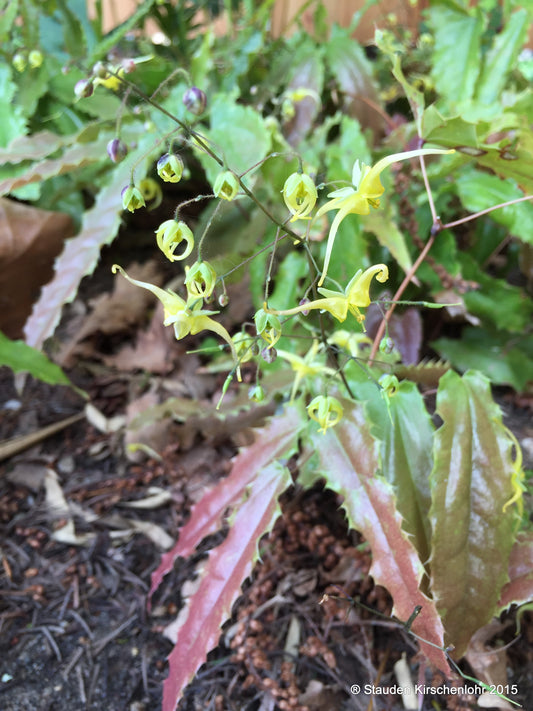 Epimedium 'Spine Tingler'