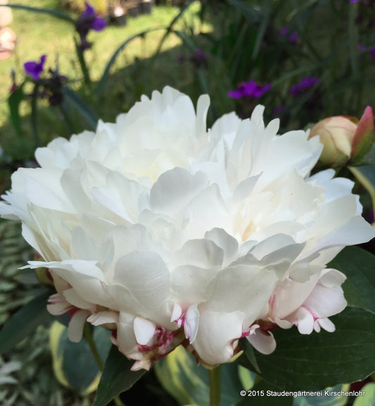 Paeonia 'White Frost'
