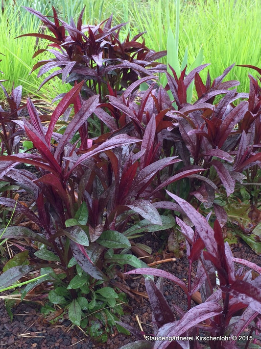 Penstemon digitalis 'Husker´s Red'