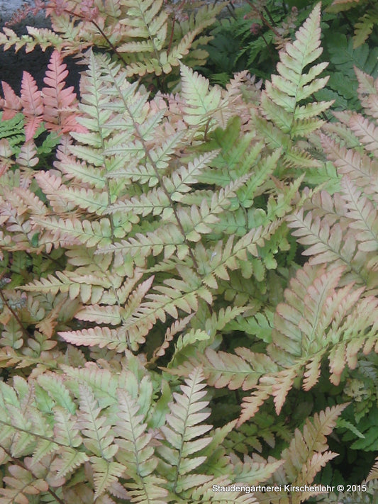 Dryopteris erythrosora 'Brilliance'