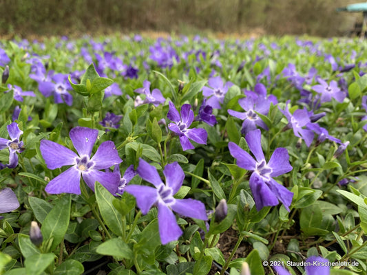 Vinca minor 'Marie' ®