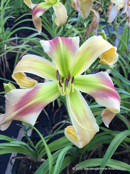 Hemerocallis 'Triade'