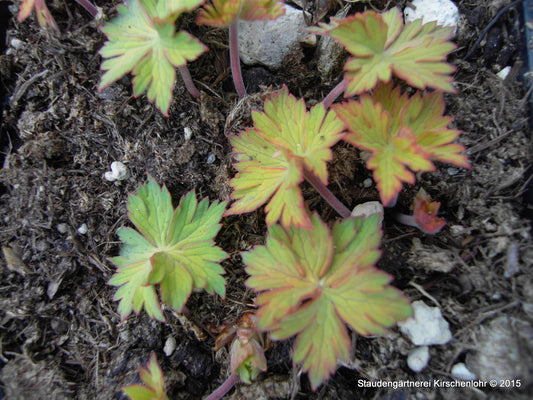 Geranium 'Blue Sunrise' ®
