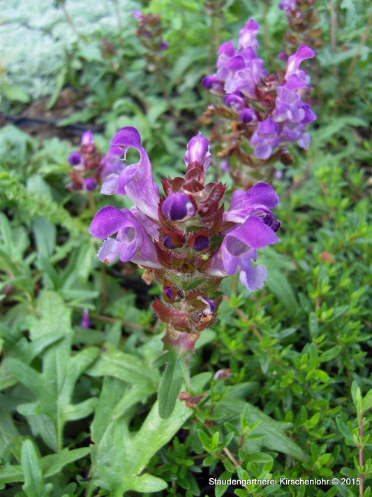 Prunella grandiflora 'Gerhard Rudolf'