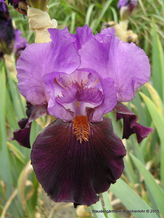 Iris barbata-elatior 'Romantic Evening'