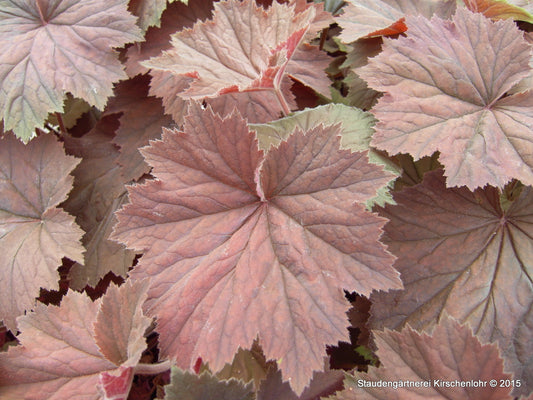 Heuchera 'Bronze Beauty' ®