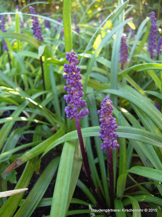 Liriope muscari 'Royal Purple'