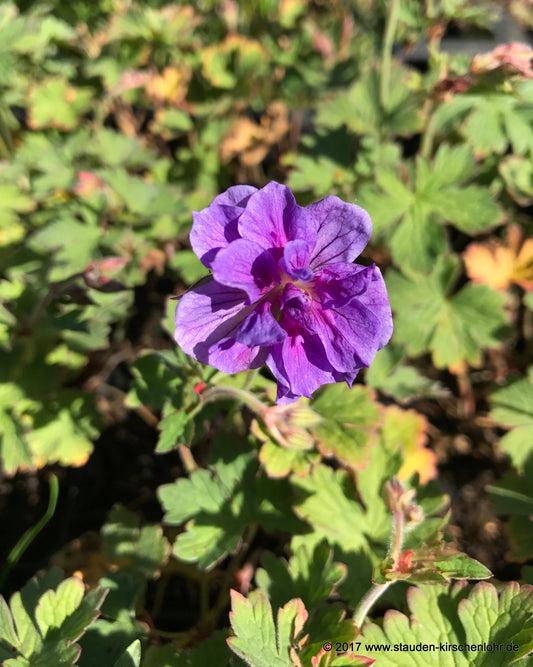Geranium himalayense 'Plenum'