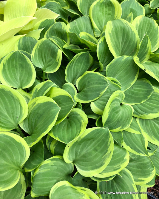 Hosta 'Golden Tiara'