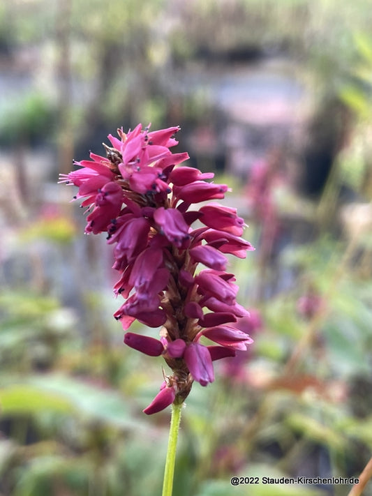 Bistorta amplexicaulis 'Heutinck'