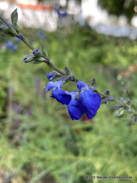 Salvia reptans (West Texas Form)