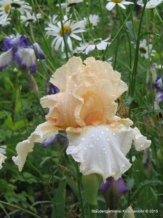 Iris barbata-elatior 'Achy Breaky Heart' n i Shop!