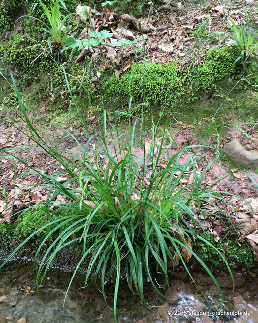 Carex sylvatica