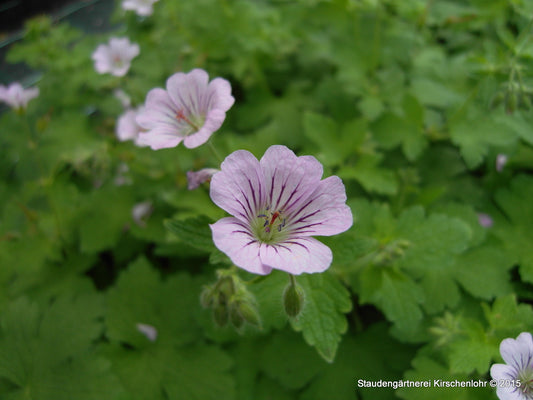 Geranium 'Karen Wouters' ®