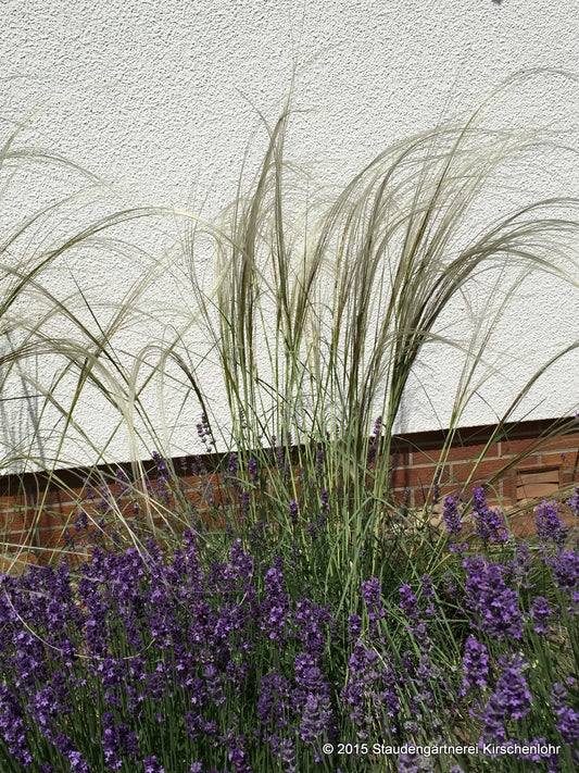 Stipa barbata