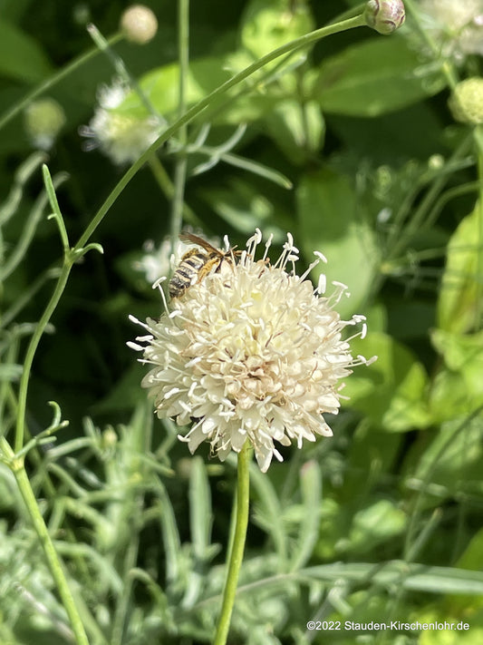 Cephalaria leucantha 'Villa Talla'  SCHM2016-37