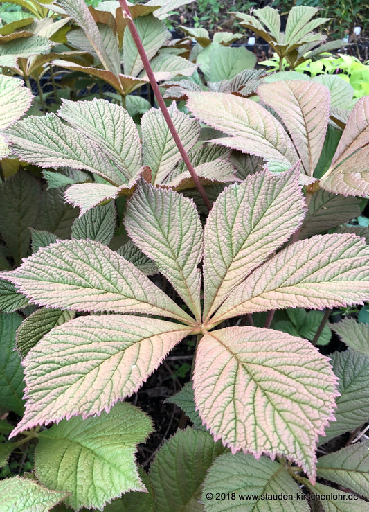 Rodgersia 'Herkules'