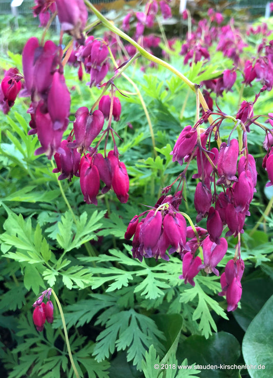 Dicentra 'Bacchanal'
