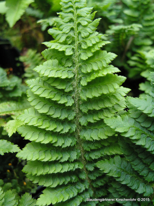 Polystichum setiferum 'Congestum'