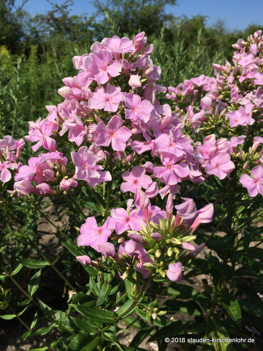 Phlox paniculata 'Utopia'