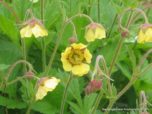 Geum 'Lisanne'