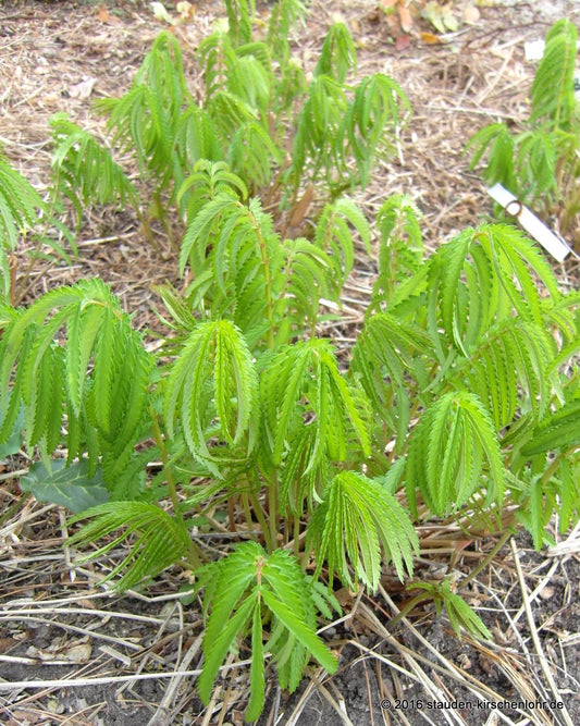 Sanguisorba tenuifolia 'Stand Up Comedian'