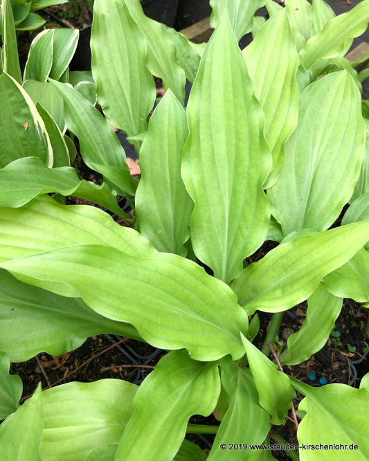 Hosta laevigata