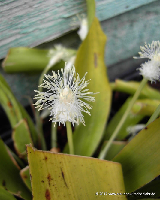 Cymophyllus fraserianus