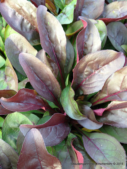 Penstemon digitalis 'Pocahontas' ®