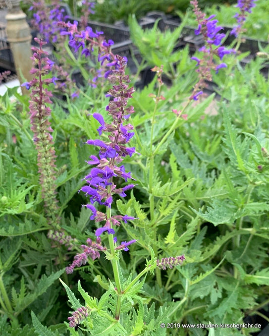 Salvia 'Poldi'