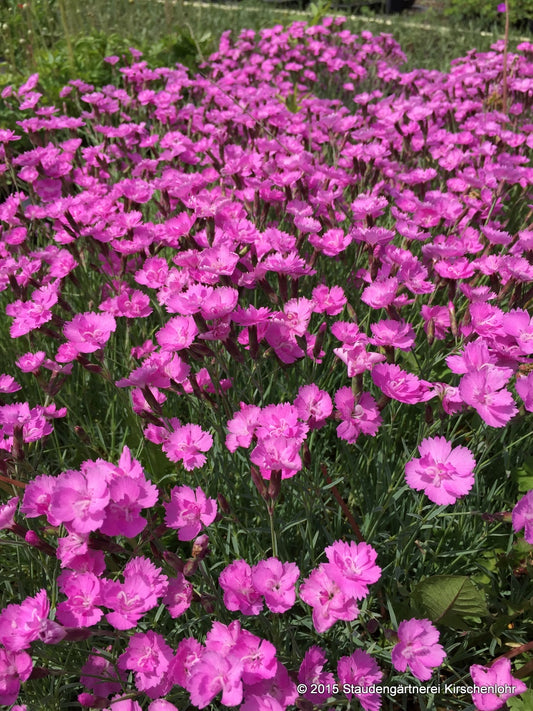 Dianthus gratianopolitanus 'Eyedangeri'