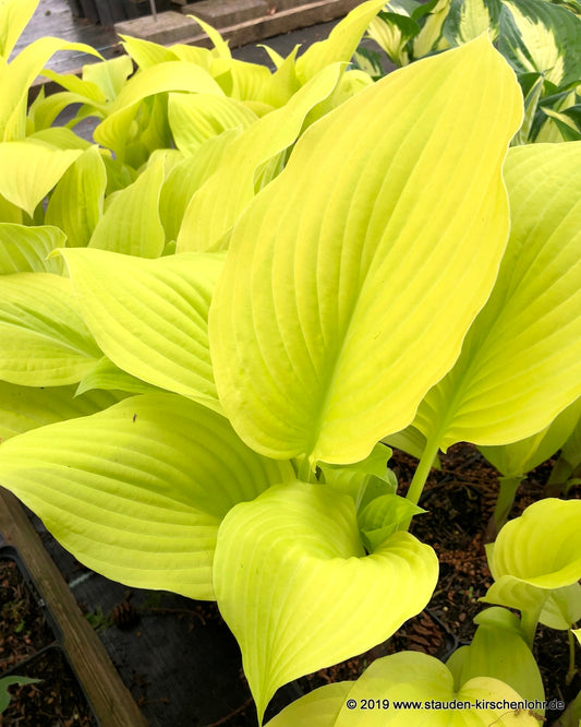 Hosta 'Gold Haze'