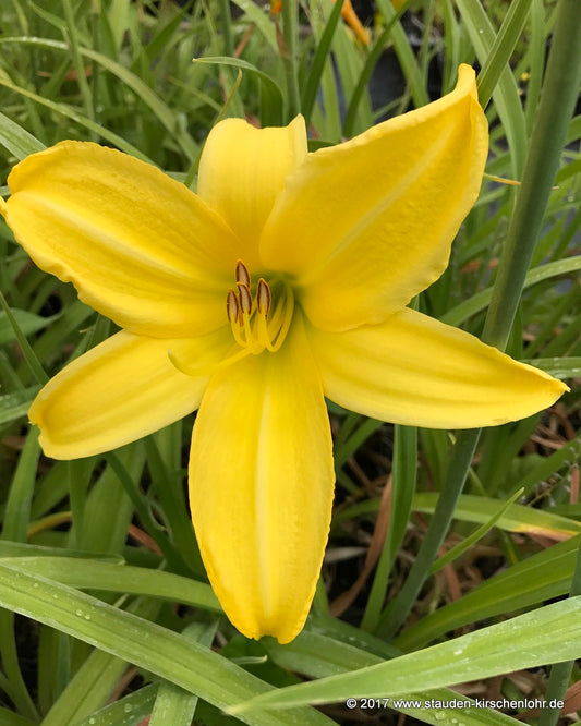 Hemerocallis 'Northbrook Star'