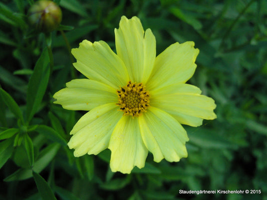 Coreopsis 'Full Moon' ®