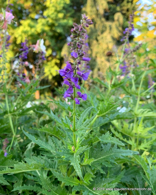 Salvia 'Poldi'