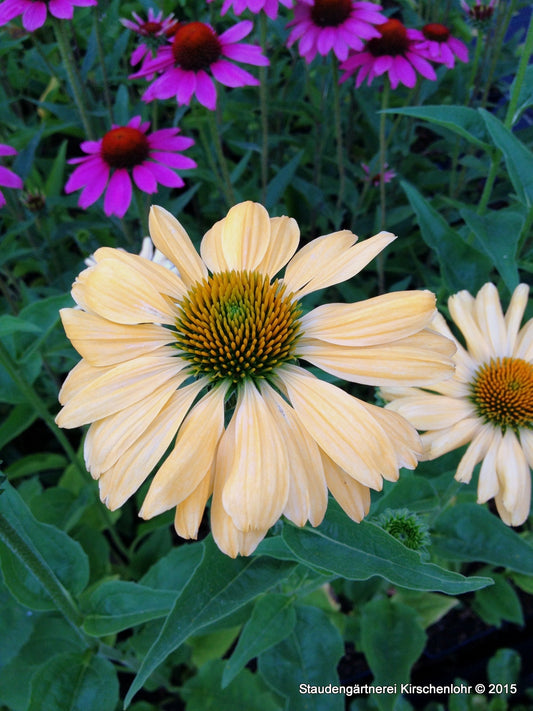 Echinacea 'Aloah' ®