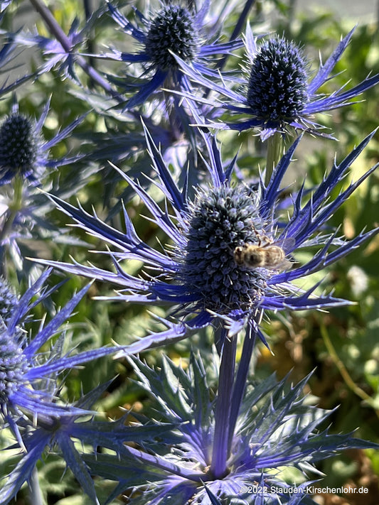 Eryngium x oliverianum 'Big Blue' ®