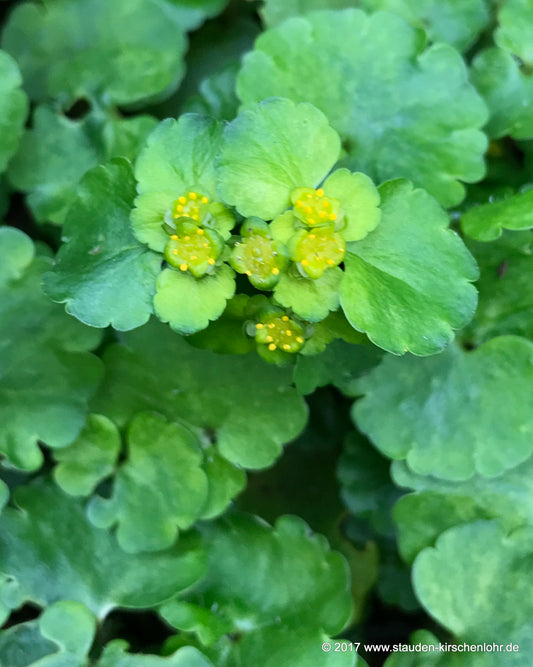 Chrysosplenium oppositifolium var. rosulare