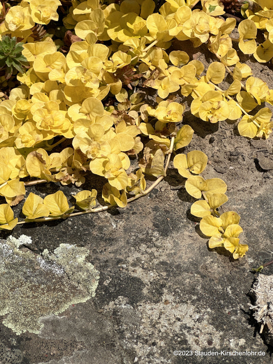 Lysimachia nummularia 'Aurea'