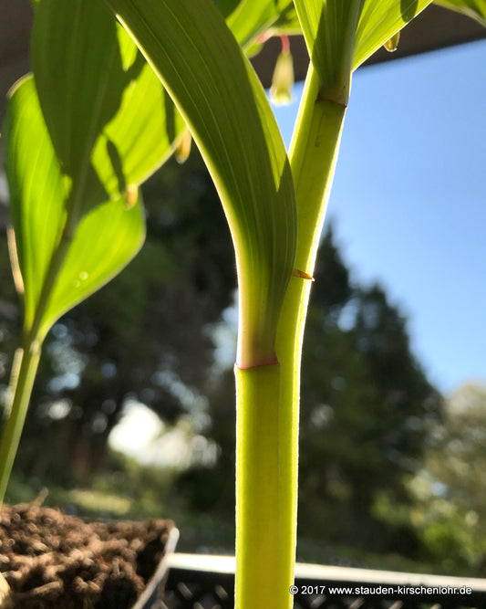 Polygonatum odoratum 'Flatmate' BSWJ857