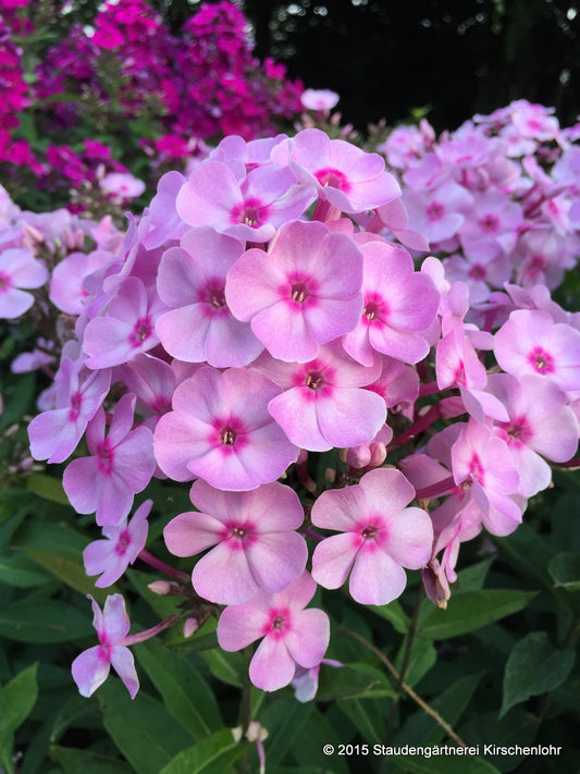Phlox paniculata 'Sweet Summer Favourite' ®