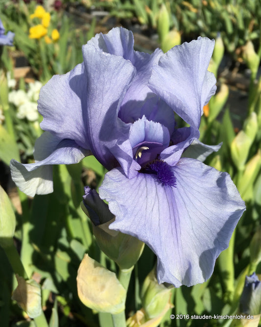 Iris barbata-media 'Bold Stroke'