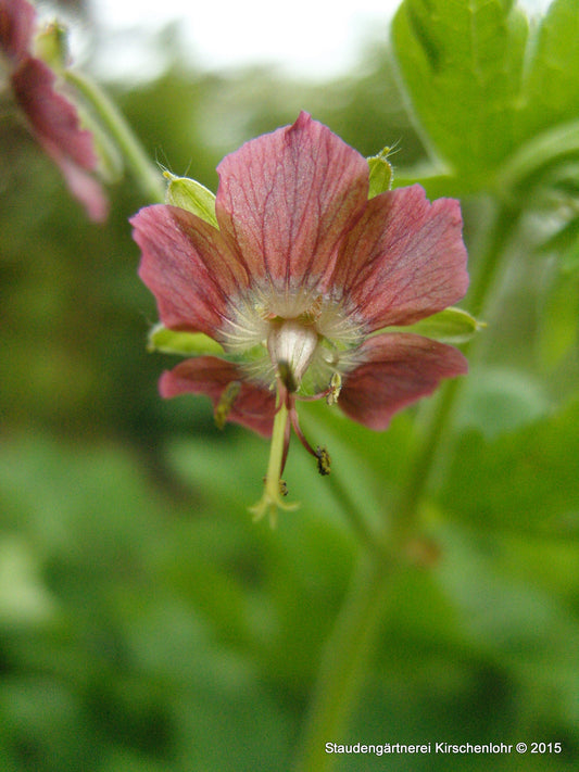 Geranium phaeum 'Rose Madder'