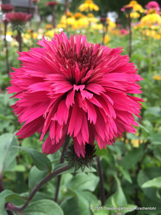 Echinacea 'Blackberry Truffle' ®