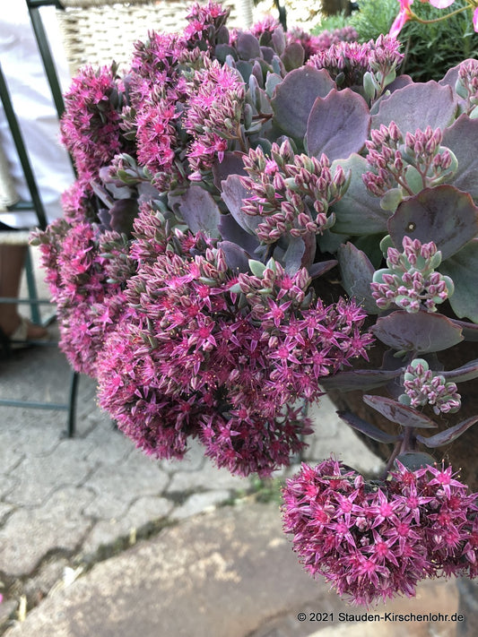 Hylotelephium cauticula 'Bertram Anderson' (Sedum)