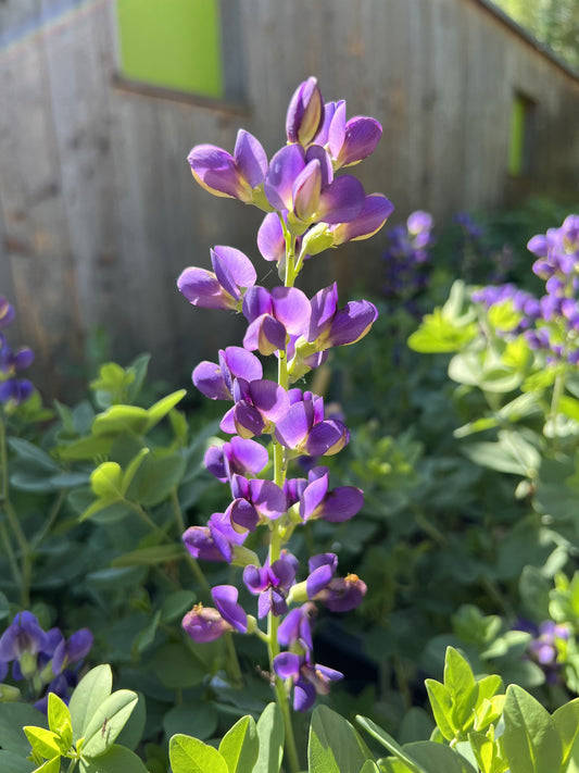 Baptisia 'Sparkling Sapphires' ®  NIS Co. 5 l 2022