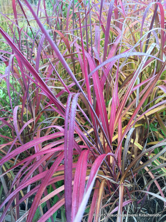 Miscanthus sinensis 'Navajo' ®